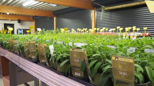BYLINKY Salvia officinalis P14–ICTERINA, šalvěj lékařská - Obrázek 2