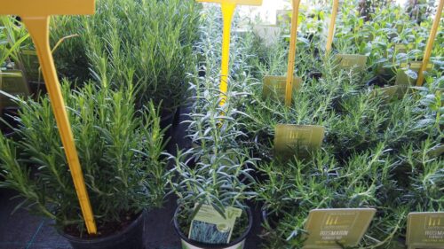 Rosmarinus officinalis_převislý - Image 3