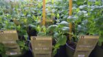 BYLINKY Mentha Mojito P 14 – máta Mojito - Obrázek 2