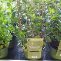 BYLINKY Mentha piperita Chocolate