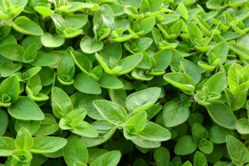 BYLINKY Origanum Majorana P 14, majoránka - Image 2