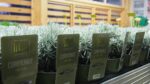 BYLINKY Currykraut P 14, Helichrysum italicum–Smil italský - Obrázek 2
