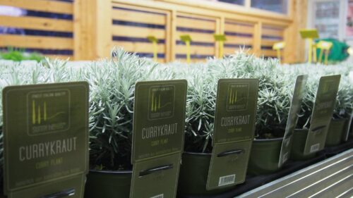 BYLINKY Currykraut P 14, Helichrysum italicum–Smil italský - Obrázek 2