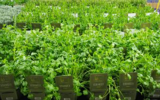 BYLINKY Coriandrum sativum, P14 – Koriandr