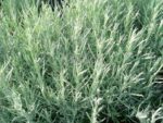 BYLINKY Currykraut P 14, Helichrysum italicum–Smil italský - Obrázek 3