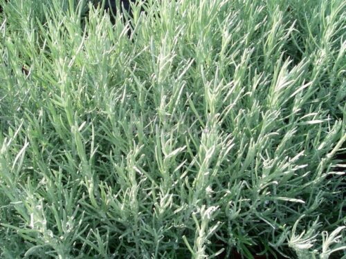 BYLINKY Currykraut P 14, Helichrysum italicum–Smil italský - Obrázek 3