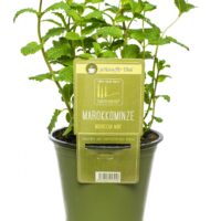 BYLINKY Mentha spic. Maroc.–marocká máta, P14