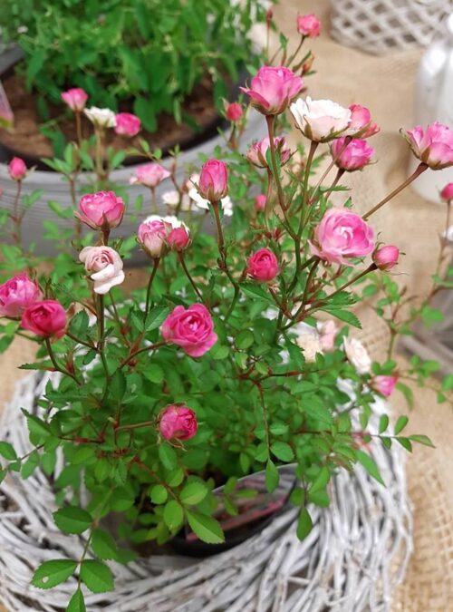 Rosa ´Lilly Rose Wonder 5´ - Obrázek 8