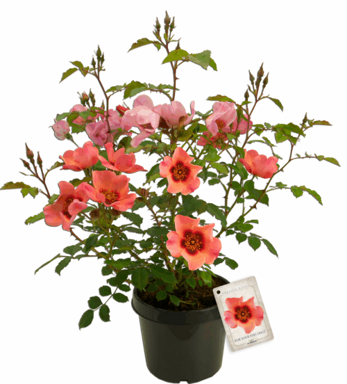 Rosa persica 'FOR YOUR EYES ONLY'® - Obrázek 5