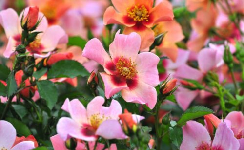 Rosa persica 'FOR YOUR EYES ONLY'® - Obrázek 4