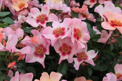 Rosa persica 'For your Eyes only' - stromková - Obrázek 4