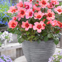 Rosa persica 'FOR YOUR EYES ONLY'®