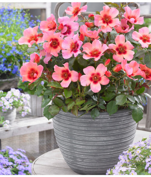 Rosa persica 'FOR YOUR EYES ONLY'® - Obrázek 1