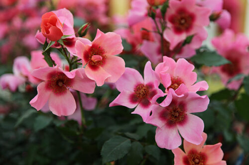 Rosa persica 'For your Eyes only' - stromková - Obrázek 3