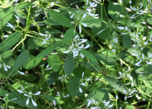 Euphorbia hypericifolia Silver Fog, P 12 - Obrázek 2
