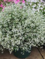 Euphorbia hypericifolia Silver Fog, P 12 - Obrázek 5