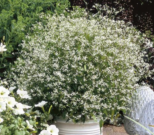 Euphorbia hypericifolia Silver Fog, P 12 - Obrázek 1