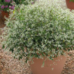 Euphorbia hypericifolia Silver Fog, P 12 - Obrázek 4