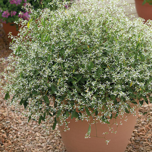 Euphorbia hypericifolia Silver Fog, P 12 - Obrázek 4