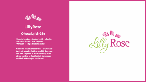 Rosa ´Lilly Rose Wonder 5´ - Obrázek 7