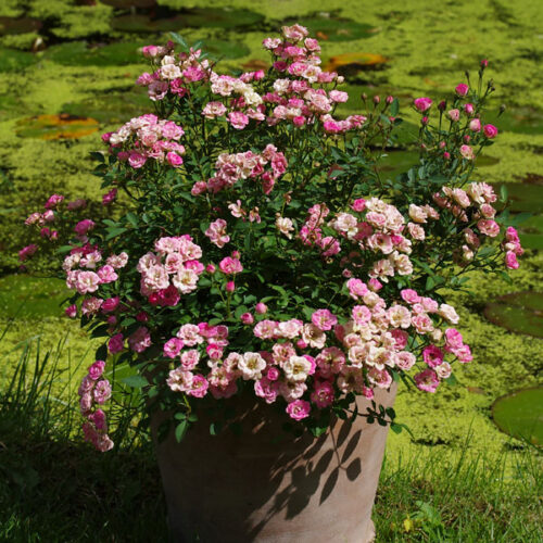 Rosa ´Lilly Rose Wonder 5´ - Obrázek 4