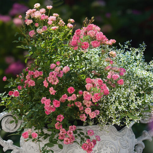 Euphorbia hypericifolia Silver Fog, P 12 - Obrázek 3