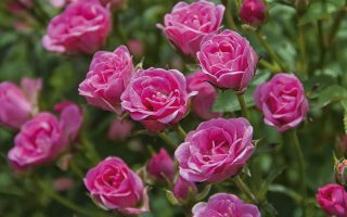 Rosa ´Lilly Rose Wonder 5´