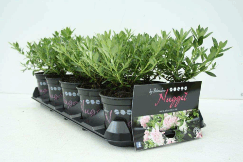 Rhododendron micranthum ´Nugget by Bloombux®´ P 11, EXLUSIV !! NOVINKA !! - Obrázek 20