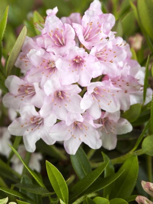 Rhododendron micranthum ´Nugget by Bloombux®´ P 11, EXLUSIV !! NOVINKA !! - Obrázek 18