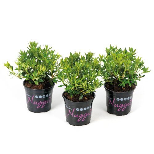 Rhododendron micranthum ´Nugget by Bloombux®´ P 11, EXLUSIV !! NOVINKA !! - Obrázek 19