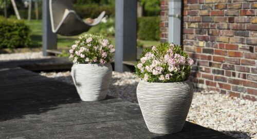 Rhododendron micranthum ´Nugget by Bloombux®´ P 11, EXLUSIV !! NOVINKA !! - Obrázek 17