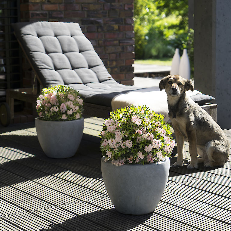 Rhododendron micranthum 'Nugget by Bloombux'® - Obrázek 15