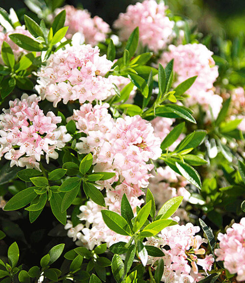Rhododendron micranthum ´Nugget by Bloombux®´ P 11, EXLUSIV !! NOVINKA !! - Obrázek 14