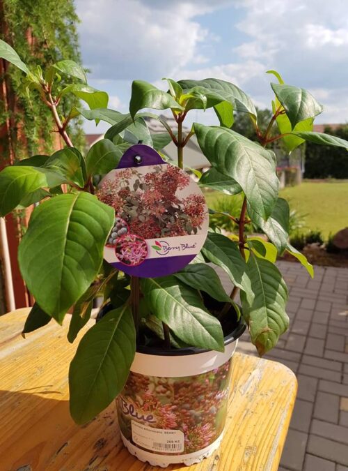 Fuchsia arborescens ´BERRY BLUE´ Mexická borůvka, P 14 - Obrázek 8