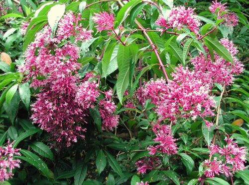 Fuchsia arborescens ´BERRY BLUE´ Mexická borůvka, P 14 - Obrázek 6