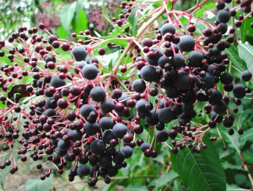 Fuchsia arborescens ´BERRY BLUE´ Mexická borůvka, P 14 - Obrázek 7