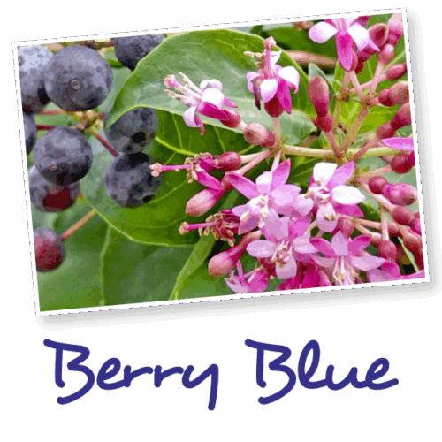 Fuchsia arborescens ´BERRY BLUE´ Mexická borůvka, P 14 - Obrázek 4