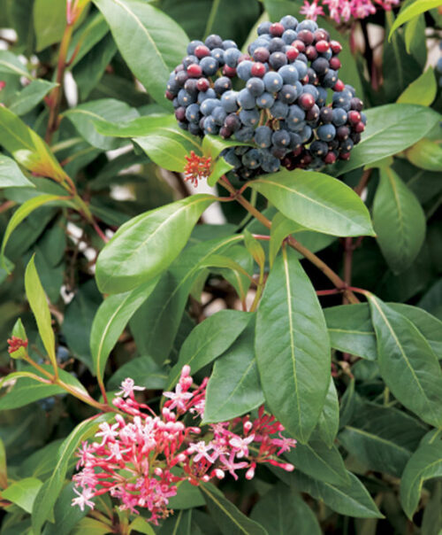 Fuchsia arborescens ´BERRY BLUE´ Mexická borůvka, P 14 - Obrázek 3