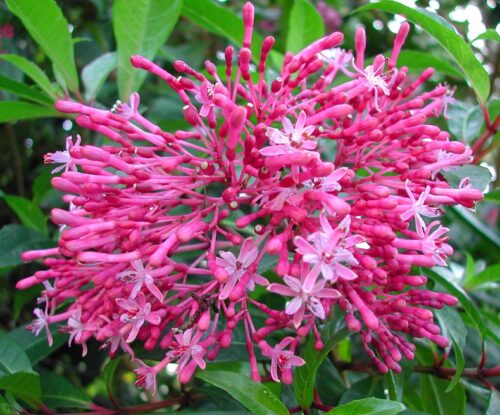 Fuchsia arborescens ´BERRY BLUE´ Mexická borůvka, P 14 - Obrázek 2