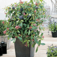 Fuchsia arborescens ´BERRY BLUE´ Mexická borůvka, P 14
