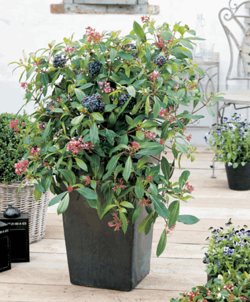 Fuchsia arborescens ´BERRY BLUE´ Mexická borůvka, P 14 - Obrázek 1