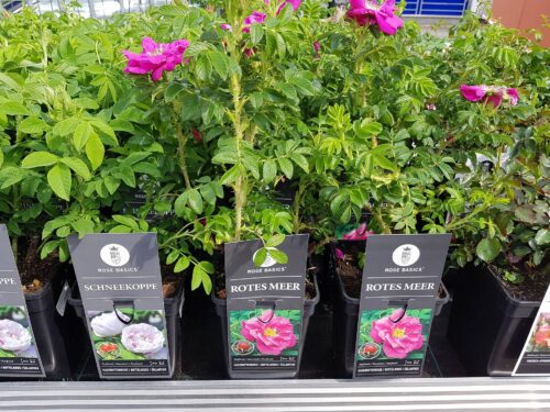 Rosa rugosa 'Rotes Meer' - Obrázek 6