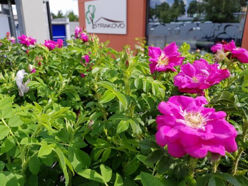 Rosa rugosa 'Rotes Meer' - Obrázek 3