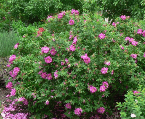 Rosa rugosa 'Rotes Meer' - Obrázek 2