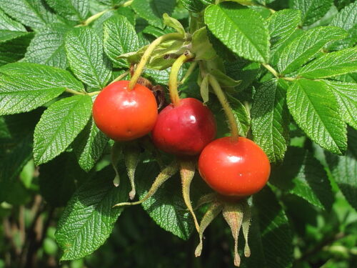Rosa rugosa 'Rotes Meer' - Obrázek 5