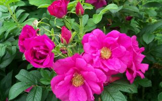Rosa rugosa 'Rotes Meer'