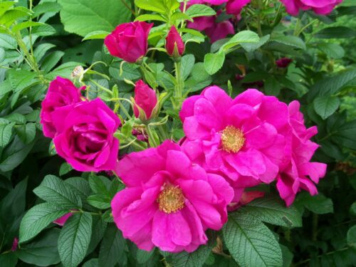 Rosa rugosa 'Rotes Meer' - Obrázek 1