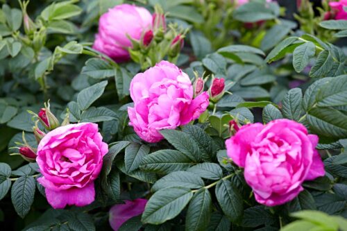 Rosa rugosa 'Rosa Zwerg' - Obrázek 1