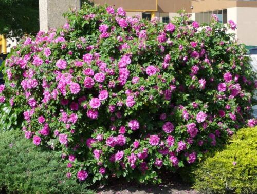 Rosa rugosa 'Rosa Zwerg' - Obrázek 2