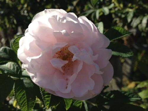 Rosa rugosa 'Schneekoppe' - Obrázek 3